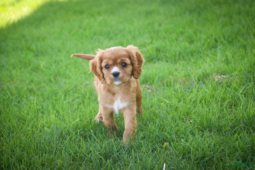 Cavalier King Charles Spaniel dogs for sale: Clifford - Image 15