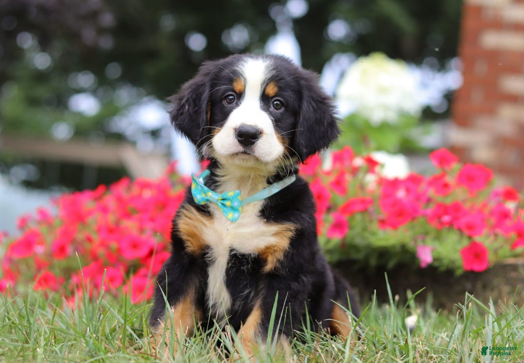 Bernese Mountain Dog dogs for sale: Koda - Image 1