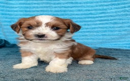 Havanese dogs for sale: Blake - Image 3