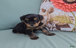 Yorkshire Terrier dogs for sale: Rubble - Image 6