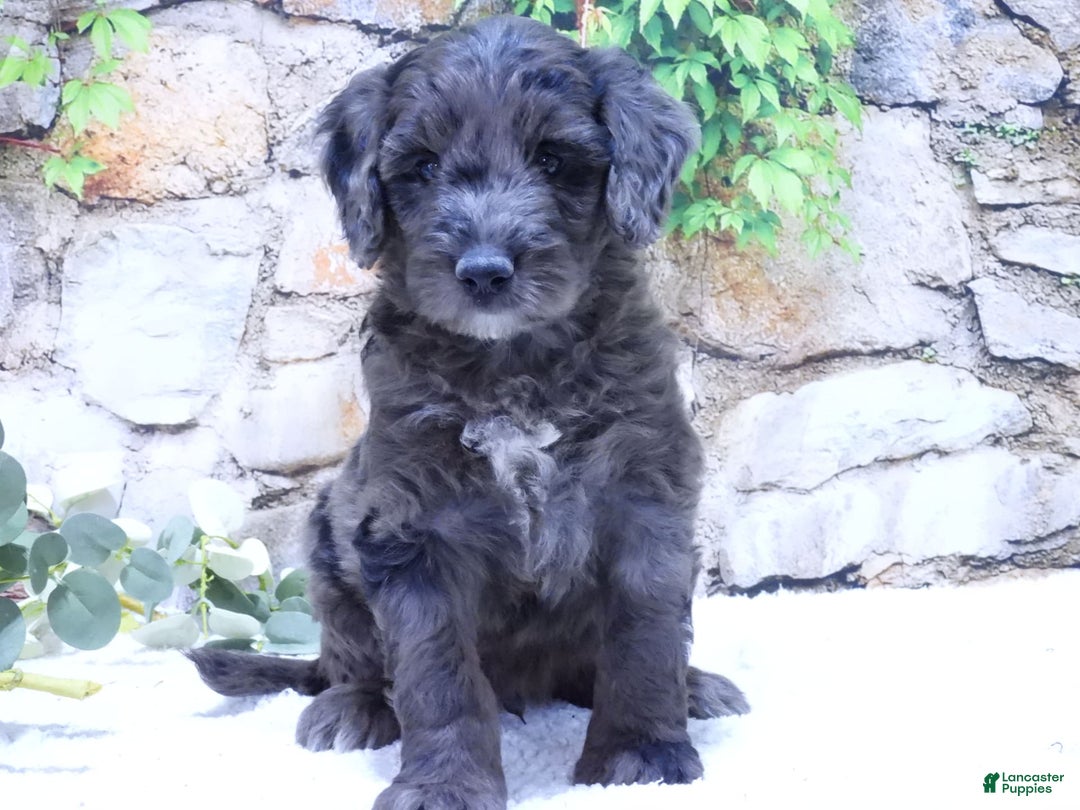 Mini Goldendoodle dogs for sale: Finn F1b - Image 5