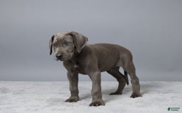 Great Dane dogs for sale: Dillon - Image 2