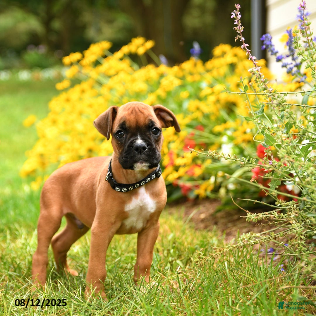 Boxer dogs for sale: Bicayne - Image 4