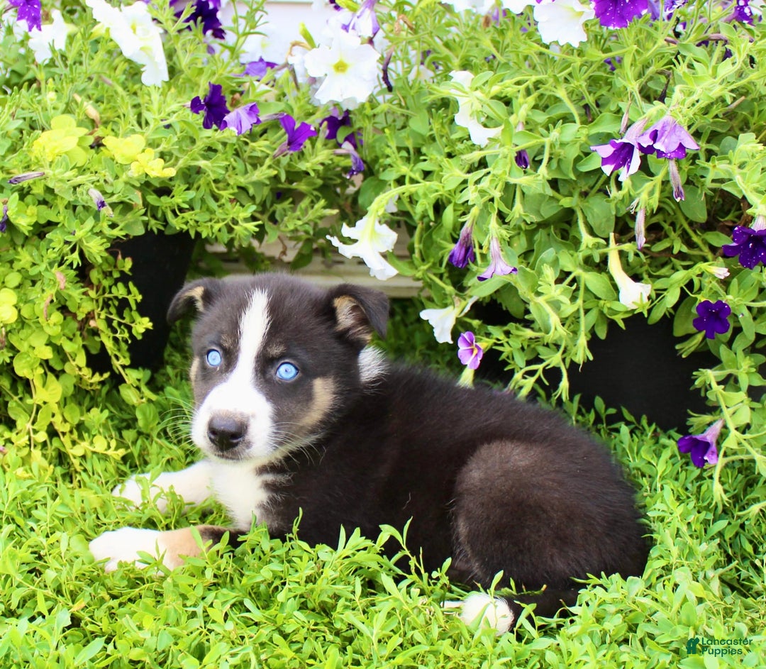 Australian Shepherd dogs for sale: Ranger - Image 5