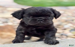 French Bulldog dogs for sale: Maserati - Image 2