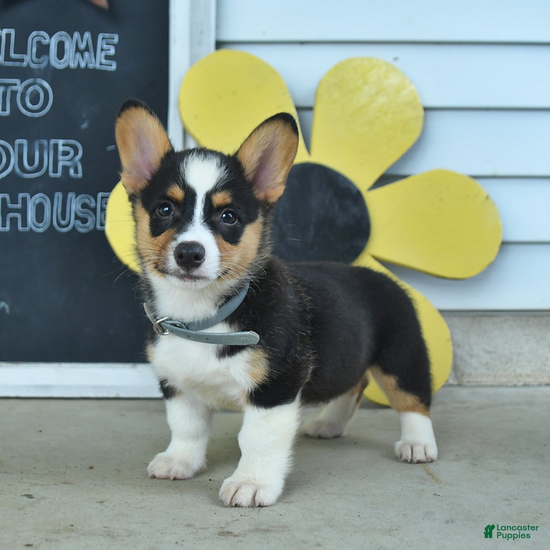 Welsh Corgi Pembroke dogs for sale: Muffin - Image 3