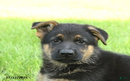 German Shepherd dogs for sale: German Shepherd 8 puppies - Image 23