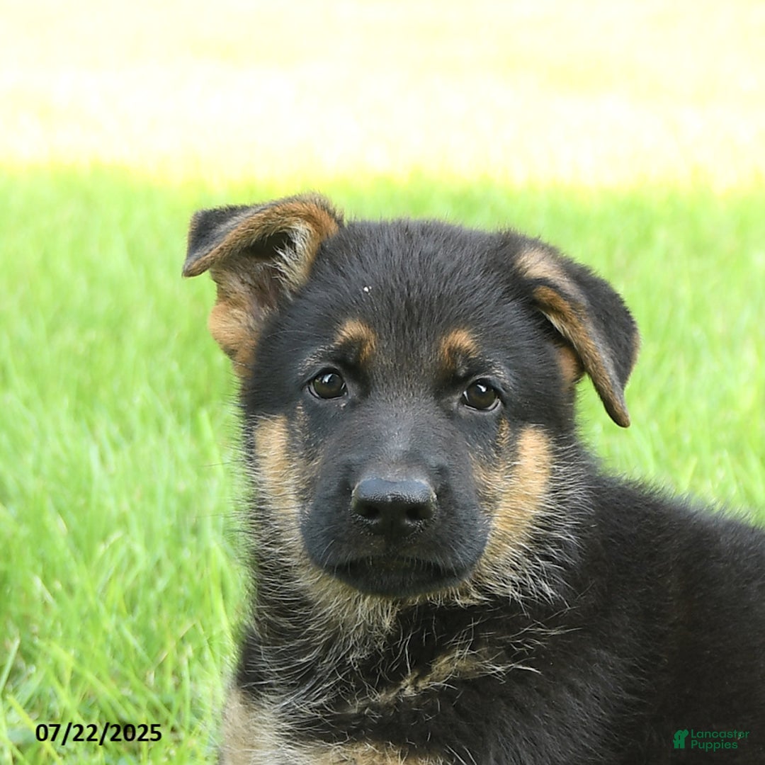 German Shepherd dogs for sale: German Shepherd 8 puppies - Image 23