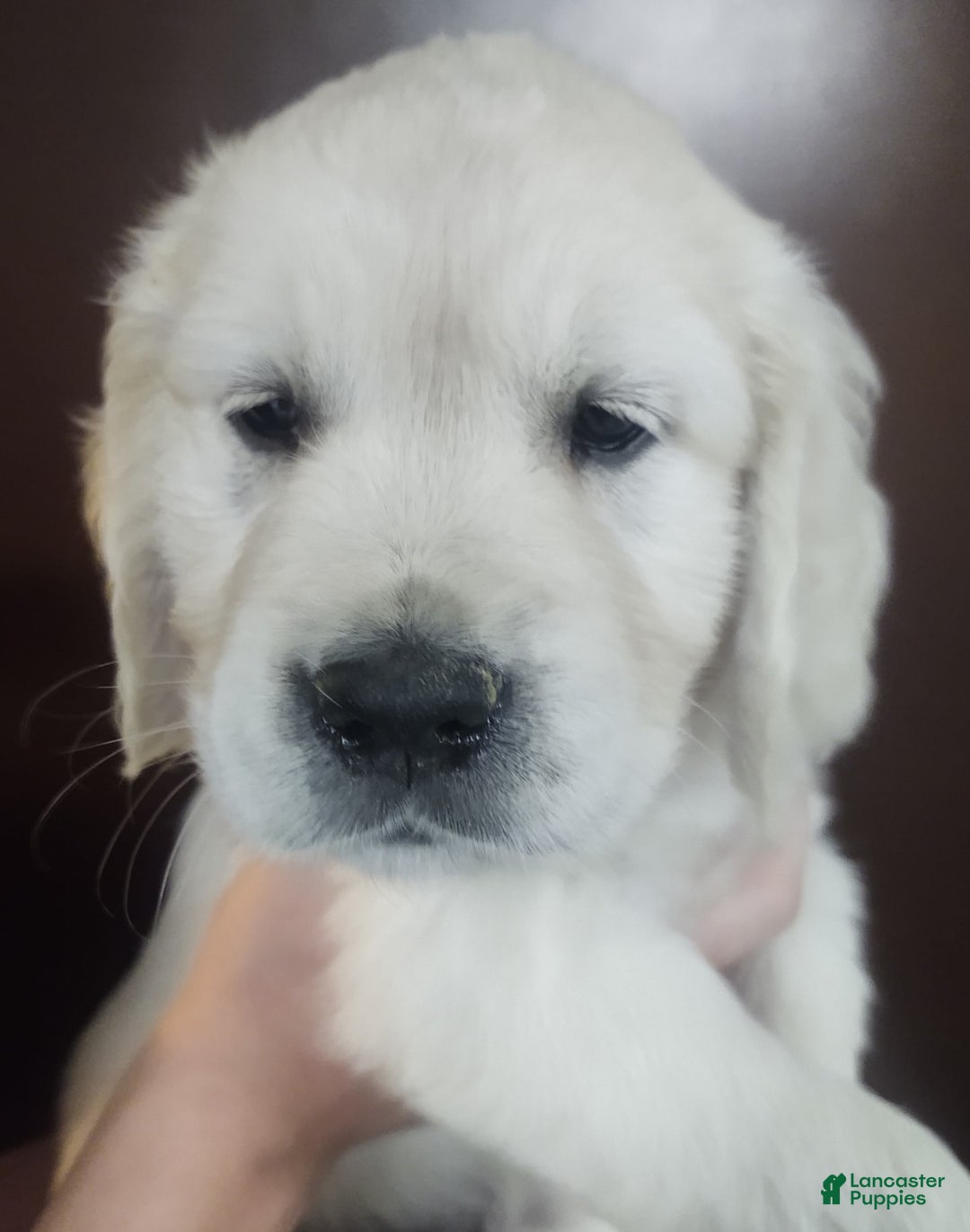 Golden Retriever dogs for sale: Bobby - Image 2