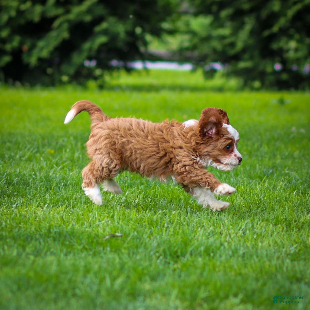 Cavapoo dogs for sale: Rusty - Image 8