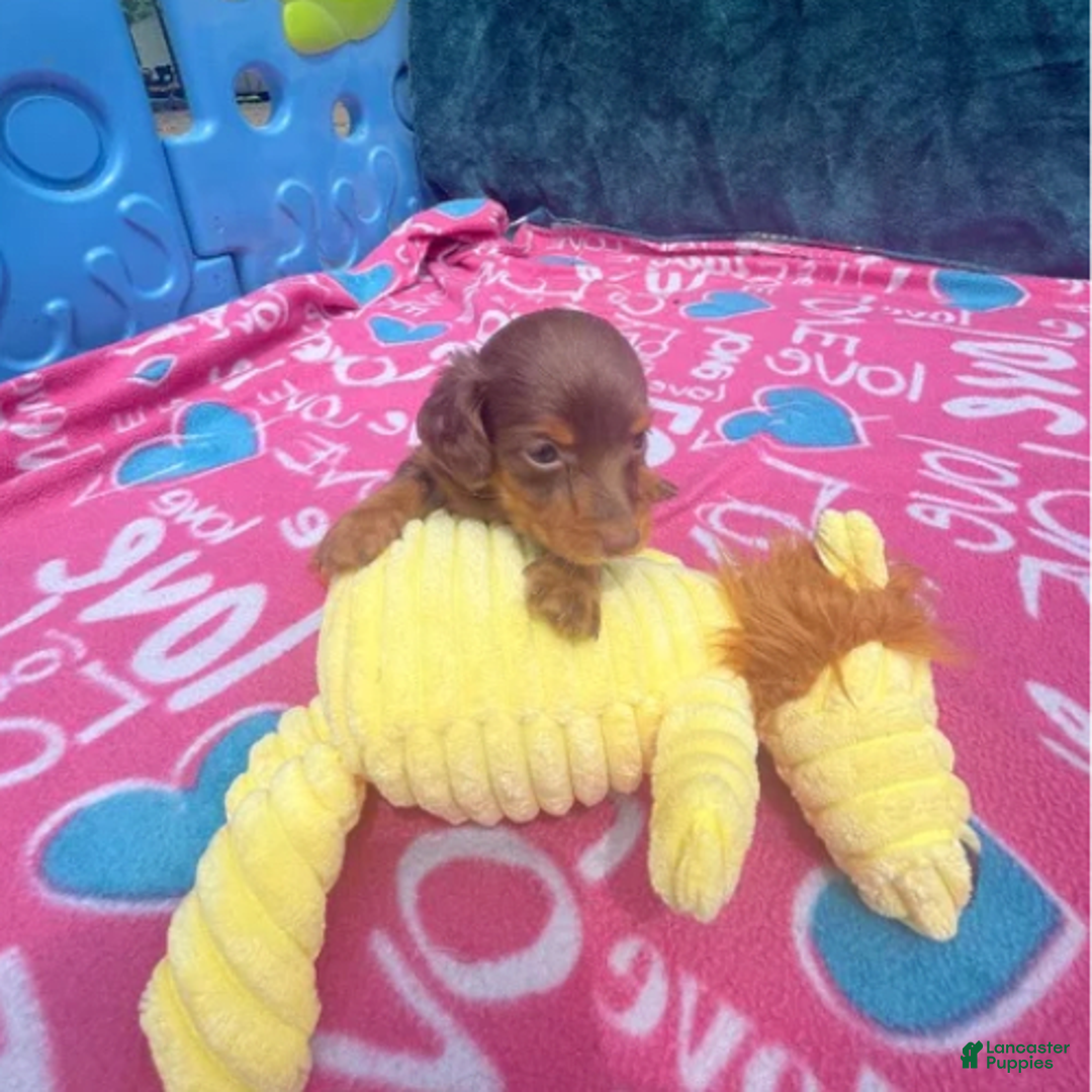 Dachshund dogs for sale: Tiny Girl Cecelia - Image 7