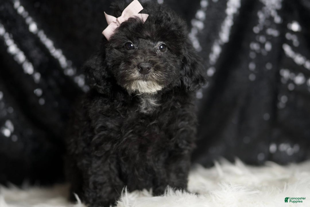Miniature Poodle dogs for sale: Shirley - Image 3