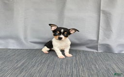 Chihuahua dogs for sale: Miles - Image 11