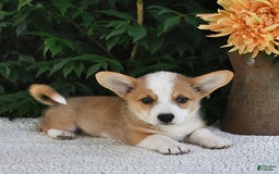 Welsh Corgi Pembroke dogs for sale: Nugget - Image 7