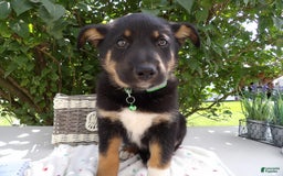 German Shepherd dogs for sale: Ronda - Image 2