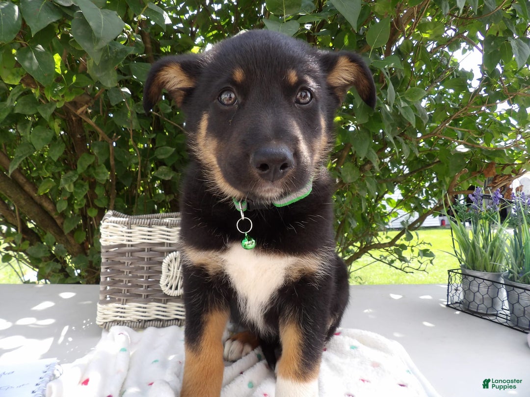 German Shepherd dogs for sale: Ronda - Image 2