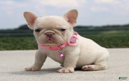 French Bulldog dogs for sale: Minty - Image 1
