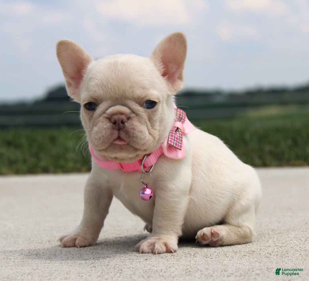 French Bulldog dogs for sale: Minty - Image 1