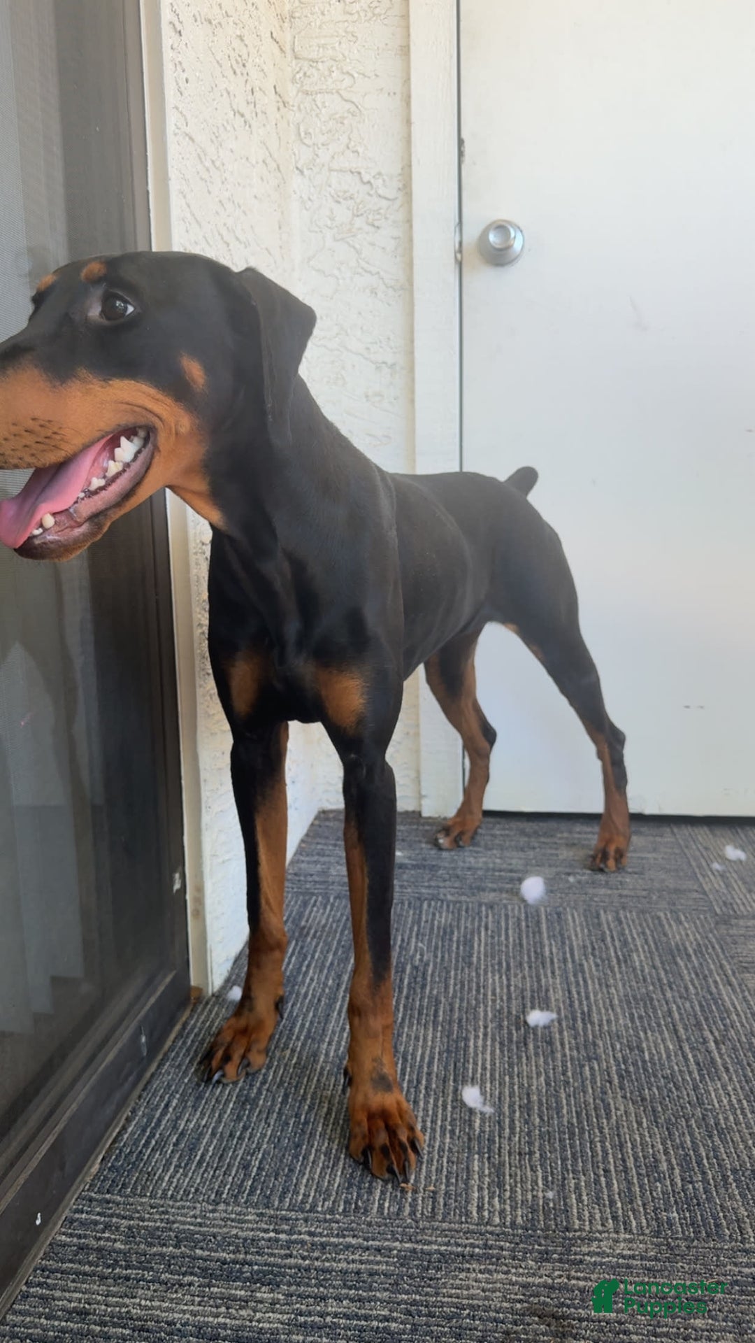 Doberman Pinscher dogs for sale: Luna - Image 3