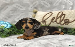 Miniature Dachshund dogs for sale: Kaden - Image 4
