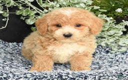 Bichpoo dogs for sale: Skipper - Image 1