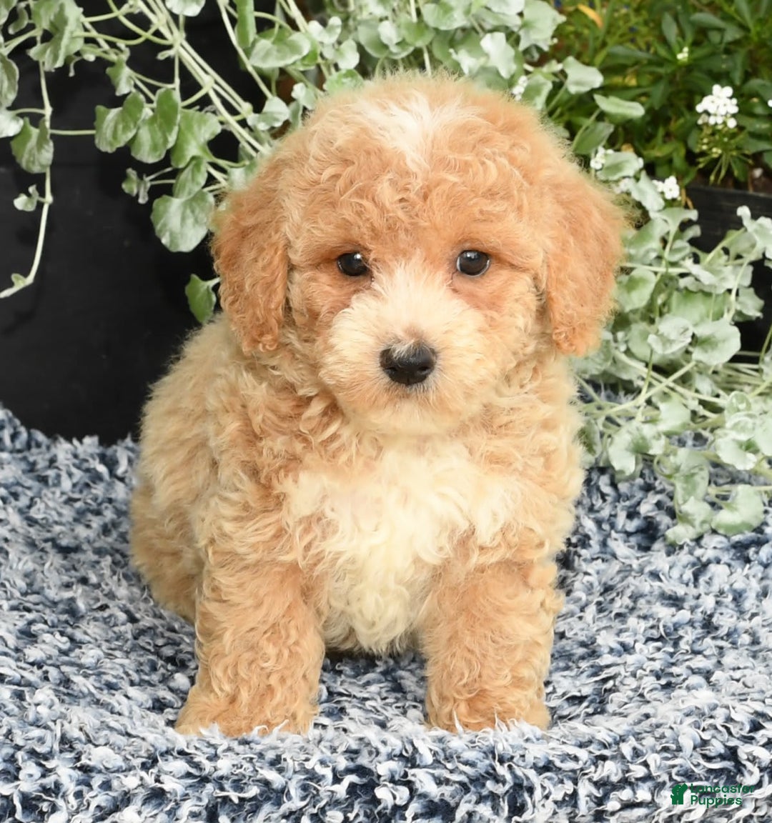Bichpoo dogs for sale: Skipper - Image 1