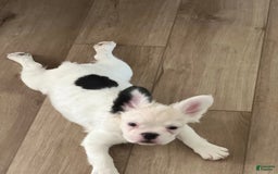 French Bulldog dogs for sale: French Bulldog 4 puppies - Image 12