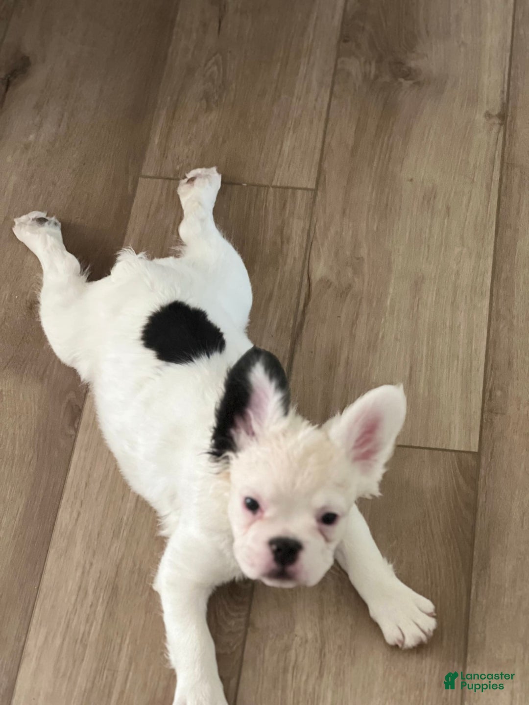 French Bulldog dogs for sale: French Bulldog 4 puppies - Image 12