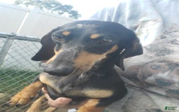 Miniature Dachshund dogs for sale: Nova - Image 11
