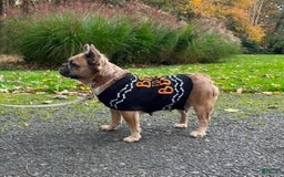 French Bulldog dogs for sale: Simone - Image 1