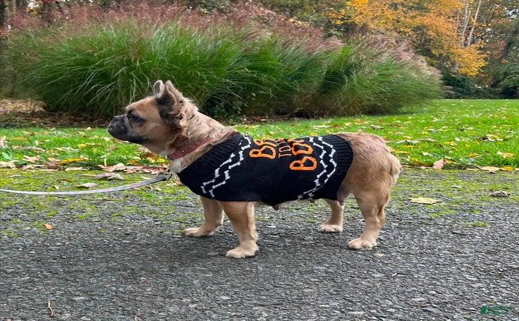 French Bulldog dogs for sale - Ad 1