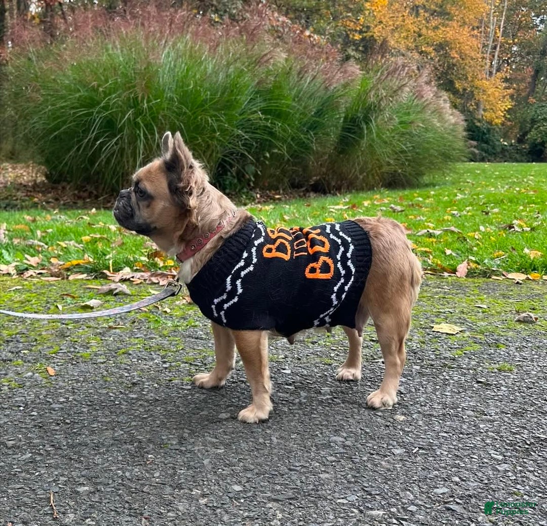 French Bulldog dogs for sale: Simone - Image 1