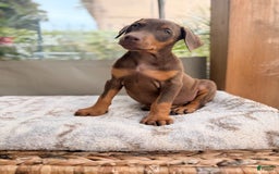Doberman Pinscher dogs for sale: Mocha - Image 1
