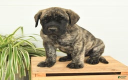 English Mastiff dogs for sale: Mr Grizzle - Image 10