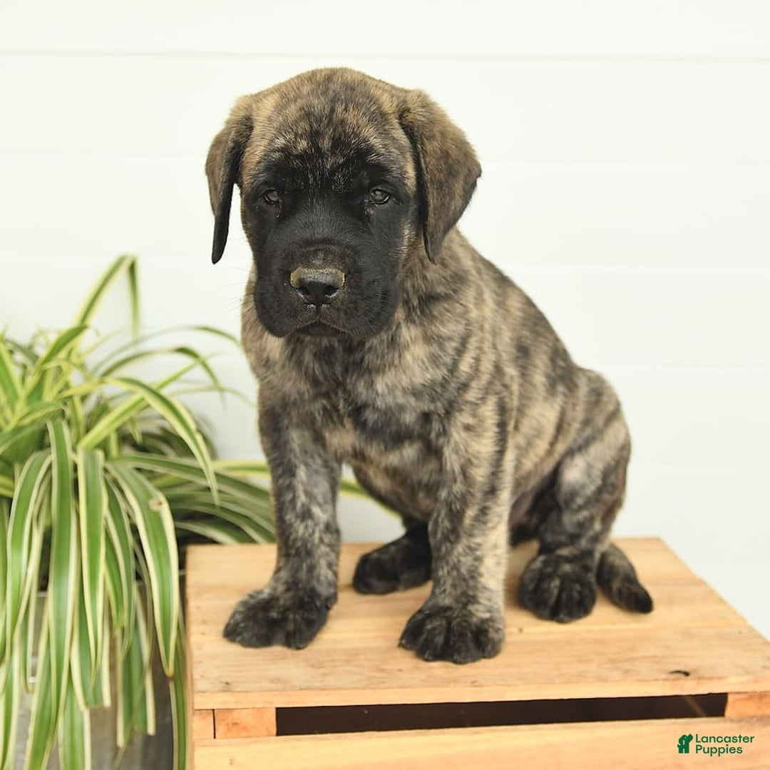 English Mastiff dogs for sale: Mr Grizzle - Image 10