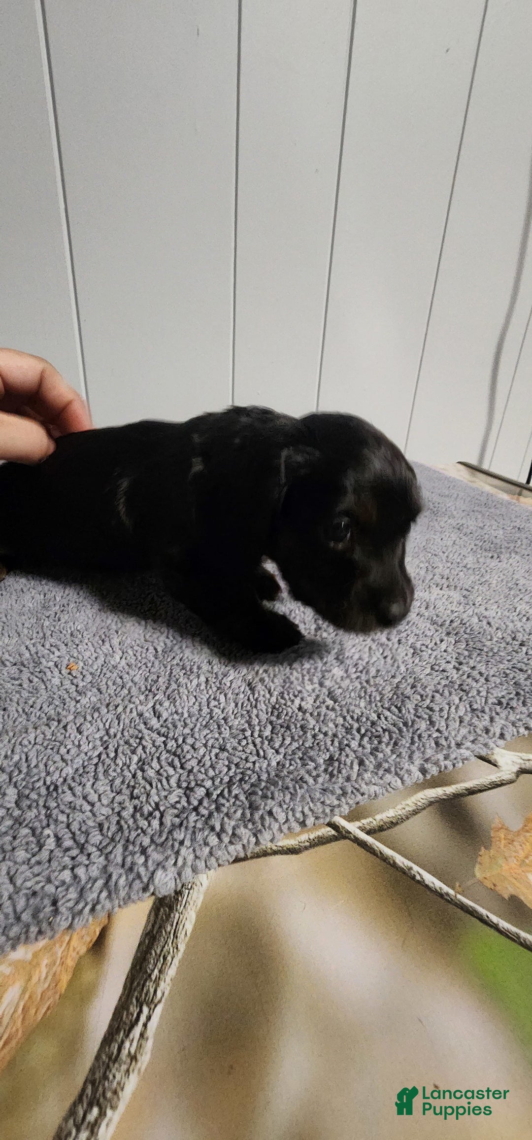 Miniature Dachshund dogs for sale: Maya - Image 3