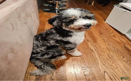 Mini Bernedoodle dogs for sale: Jewel - Image 12