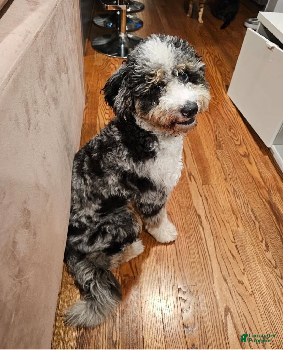 Mini Bernedoodle dogs for sale: Jewel - Image 12