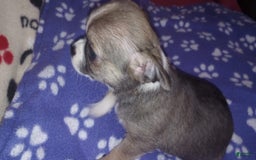 Chihuahua dogs for sale: Buster - Image 1