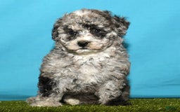 Bichpoo dogs for sale: Minnie - Image 6