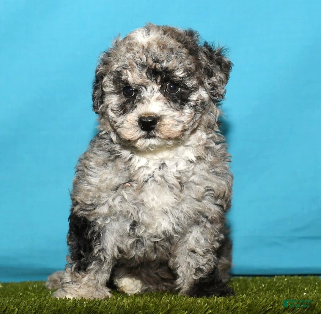 Bichpoo dogs for sale: Minnie - Image 6