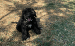 Bernedoodle dogs for sale: Baby Chocolate - Image 7