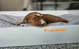 Goldendoodle dogs for sale: Franklin - Image 1