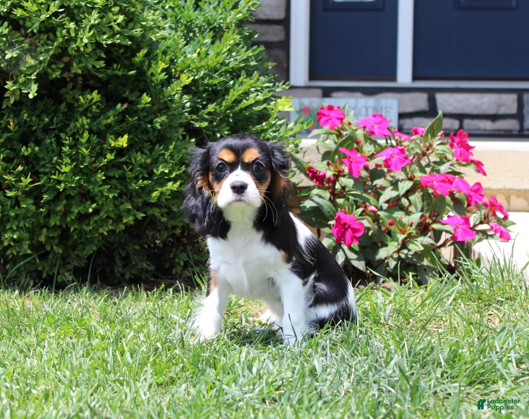 Cavalier King Charles Spaniel dogs for sale: Missy - Image 12