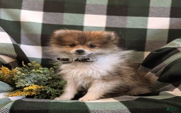 Pomeranian dogs for sale: Pearson Small - Image 2