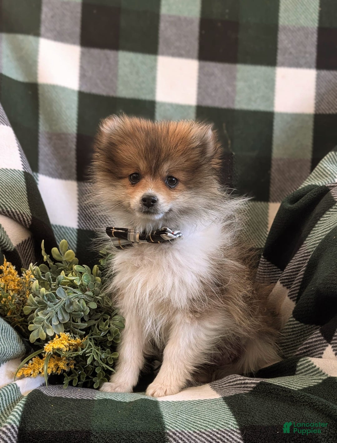 Pomeranian dogs for sale: Pearson Small - Image 2
