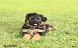 German Shepherd dogs for sale: Dazzle - Image 3