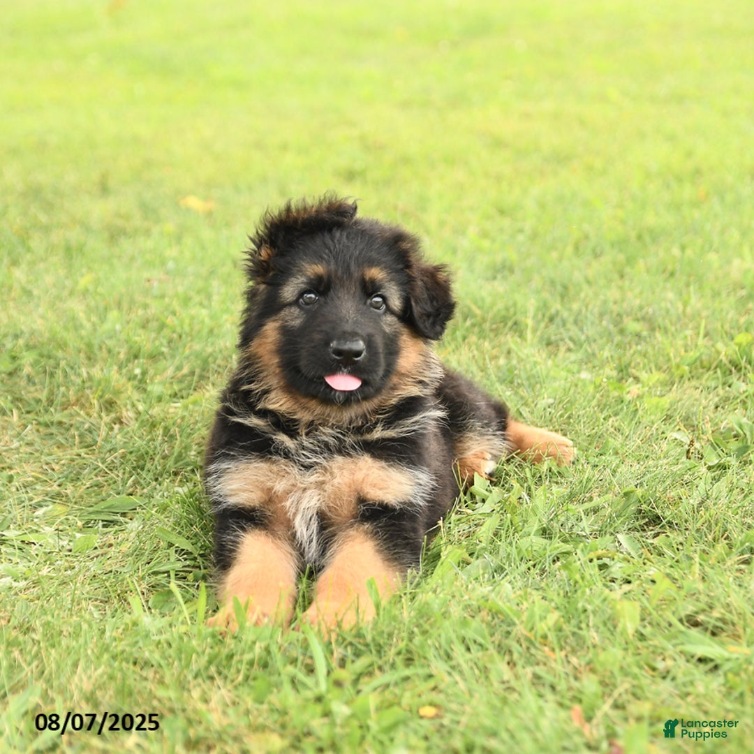 German Shepherd dogs for sale: Dazzle - Image 3