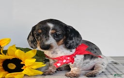 Dachshund dogs for sale: Miss Bailey - Image 31