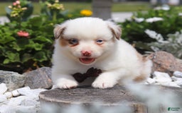 Australian Shepherd dogs for sale: Zachary - Image 4
